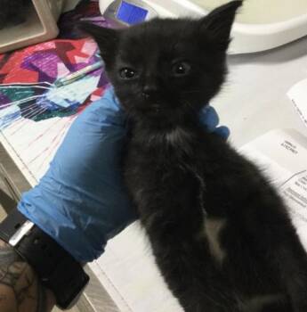 A1923904 -  Domestic Short Hair Cat for Adoption in Riverside, California - A1923904 | PetCurious