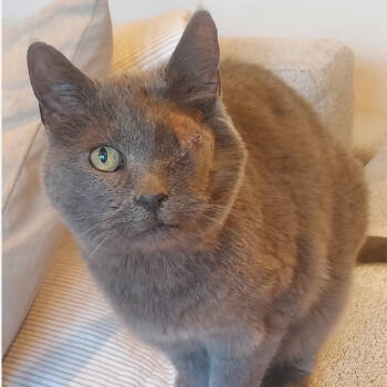 Rescue Domestic Short Hair Cats for Adoption in Salt Lake City, Utah - Mona | PetCurious