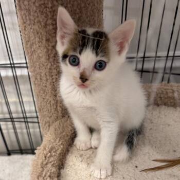 Froyo -  Domestic Long Hair Cat for Adoption in Juno Beach, Florida - Froyo | PetCurious