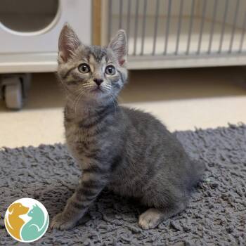 Mad Dog -  Domestic Short Hair Cat for Adoption in Toledo, Ohio - Mad Dog | PetCurious
