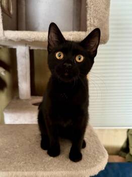 Monday - female teen kitten -  Domestic Short Hair Cat for Adoption in Los Altos, California - Monday - Female Teen Kitten | PetCurious