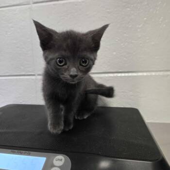 October -  Domestic Short Hair Cat for Adoption in Spruce Pine, North Carolina - October | PetCurious