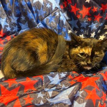 Eclipse -  Domestic Medium Hair Cat for Adoption in Fredericksburg, Virginia - Eclipse | PetCurious