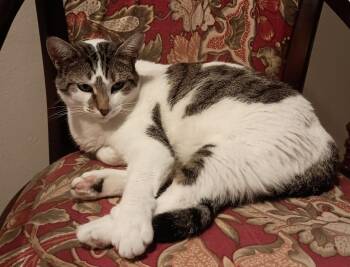 Peridot -  Domestic Short Hair Cat for Adoption in Pleasant Valley, New York - Peridot | PetCurious