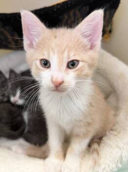 Joey -  Domestic Short Hair Cat for Adoption in Menomonie, Wisconsin - Joey | PetCurious