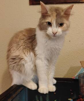 Domestic Short Hair Cats Available for Adoption in Pocatello, Idaho - Buttercup | PetCurious