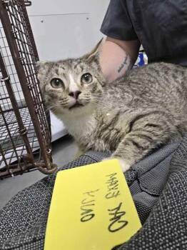 Domestic Short Hair Cats Available for Adoption - Razor | PetCurious