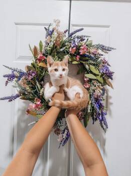 Bob -  Tabby Cat for Adoption in Goodyear, Arizona - Bob | PetCurious