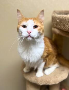 Rescue Domestic Medium Hair Cats for Adoption in Quincy, Illinois - Jason | PetCurious