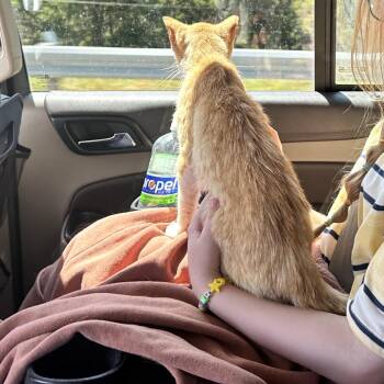 Milo -  Domestic Short Hair Cat for Adoption in Rochester, Minnesota - Milo | PetCurious
