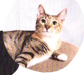 Aurora -  Domestic Short Hair Cat for Adoption in Dayton, Minnesota - Aurora | PetCurious