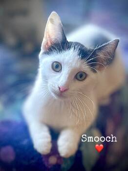 Smooch -  Domestic Short Hair Cat for Adoption in Dansville, New York - Smooch | PetCurious