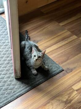 Rose -  Domestic Short Hair Cat for Adoption in Gorham, Maine - Rose | PetCurious