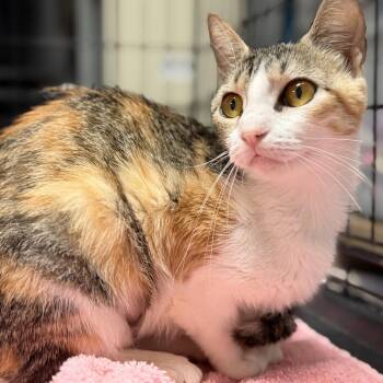 Chatty Cathy -  Calico and Tabby Cat for Adoption in Columbia, South Carolina - Chatty Cathy | PetCurious