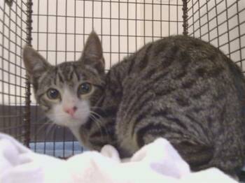 A925167 -  Domestic Short Hair Cat for Adoption in Sacramento, California - A925167 | PetCurious