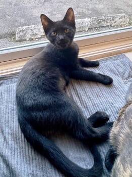 Rescue Domestic Short Hair Cats for Adoption in Scottsburg, Indiana - Midnight | PetCurious