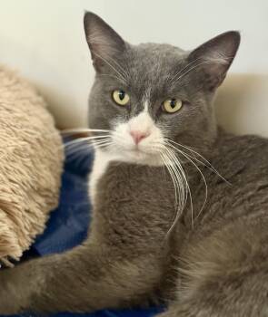 Bob -  American Shorthair Cat for Adoption in Phoenix, Arizona - Bob | PetCurious