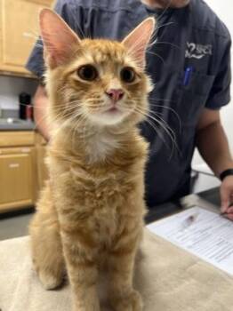 Admiral Apricot -  Domestic Long Hair Cat for Adoption in Sacramento, California - Admiral Apricot | PetCurious