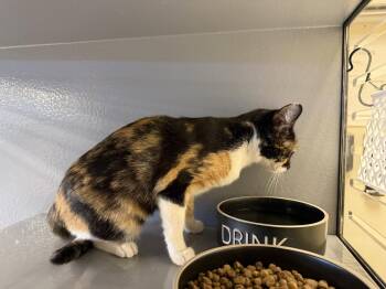 Calico and Domestic Short Hair Cats Available for Adoption in Phoenix, Arizona - Lourdes | PetCurious