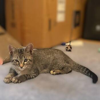 Rescue Domestic Short Hair Cats for Adoption in Allen, Texas - Voltaire | PetCurious