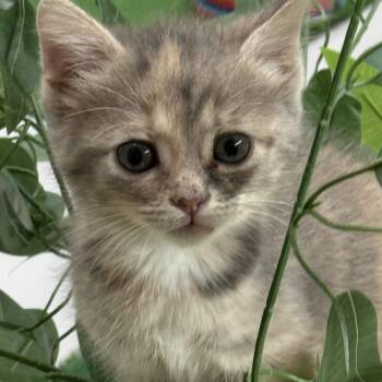 Charmin -  Domestic Short Hair Cat for Adoption in Lebanon, Kentucky - Charmin | PetCurious