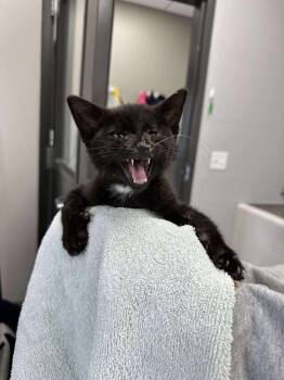 Rescue Domestic Short Hair Cats for Adoption in Van Wert, Ohio - Microwave | PetCurious