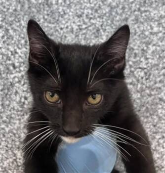MACKENZIE -  Domestic Short Hair Cat for Adoption in San Bernardino, California - MACKENZIE | PetCurious