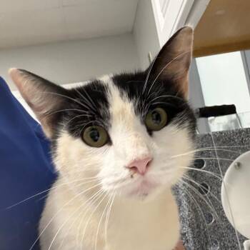 Little Man -  Domestic Short Hair Cat for Adoption in Greenville, South Carolina - Little Man | PetCurious