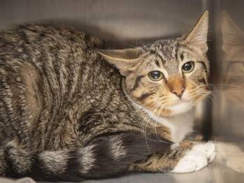 BERRY -  Domestic Short Hair Cat for Adoption in Phoenix, Arizona - BERRY | PetCurious