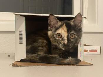 Harriett -  Domestic Short Hair Cat for Adoption in Oakville, Washington - Harriett | PetCurious