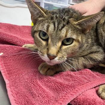 Rescue Manx and Domestic Short Hair Cats for Adoption in Ridgely, Maryland - Winx | PetCurious