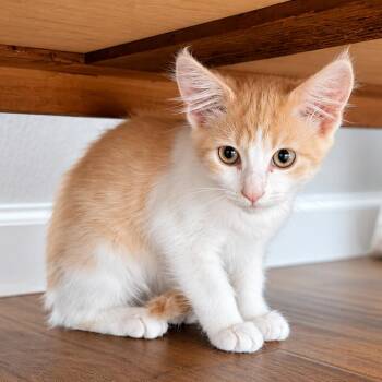 Jolene (Jo) -  Domestic Medium Hair Cat for Adoption in Long Beach, California - Jolene (Jo) | PetCurious