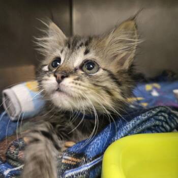 Derry -  Domestic Long Hair Cat for Adoption in Nashville, Tennessee - Derry | PetCurious