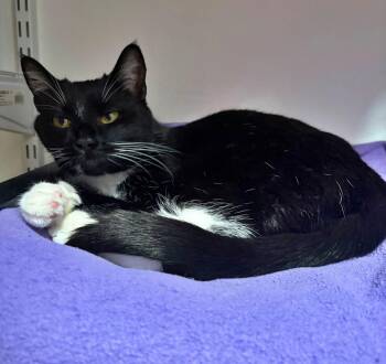 Tuxedo and Domestic Short Hair Cats Available for Adoption - MARINA - | PetCurious