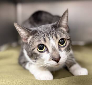 Rescue Domestic Short Hair Cats for Adoption in Sheboygan, Wisconsin - Mara | PetCurious