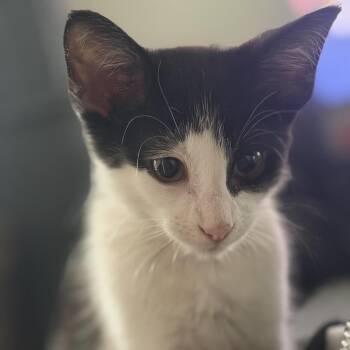 Tuxedo -  Domestic Short Hair Cat for Adoption in Santa Fe, Texas - Tuxedo | PetCurious