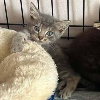Comet -  Domestic Medium Hair Cat for Adoption in Madison, Wisconsin - Comet | PetCurious