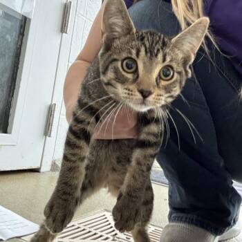 Patty -  Domestic Short Hair Cat for Adoption in Des Moines, Iowa - Patty | PetCurious