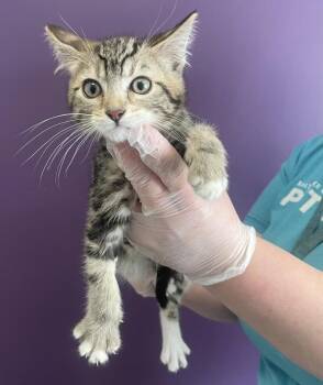 Domestic Short Hair Cats Available for Adoption - *Roy* | PetCurious