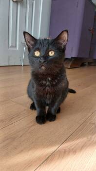 Rescue Domestic Short Hair Cats for Adoption in Montreal, Quebec - Soya | PetCurious