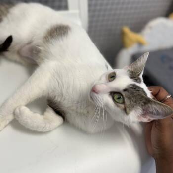 Storie -  Domestic Short Hair Cat for Adoption in Ridgely, Maryland - Storie | PetCurious