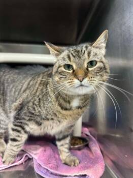 Domestic Short Hair Cats Available for Adoption in Marion, Ohio - Truffles | PetCurious