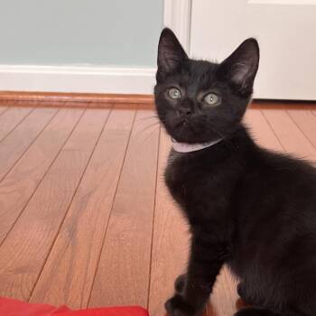 Otto -  Domestic Short Hair Cat for Adoption in Fairfax Station, Virginia - Otto | PetCurious