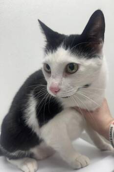 Domestic Short Hair Cats Available for Adoption in West Chester, Pennsylvania - Stimpy | PetCurious