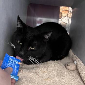 Domestic Medium Hair Cats Available for Adoption - Sturgeon | PetCurious