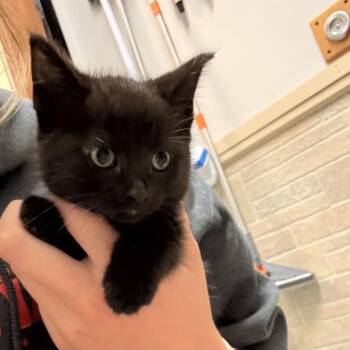 Full of Burgers -  Domestic Short Hair Cat for Adoption in Davenport, Iowa - Full Of Burgers | PetCurious