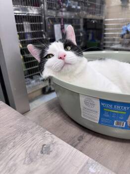 Domestic Short Hair Cats Available for Adoption in Wheaton, Illinois - Byrdie | PetCurious
