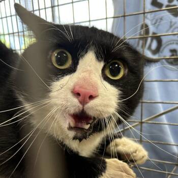 Grover -  Domestic Short Hair Cat for Adoption in Newark, New Jersey - Grover | PetCurious