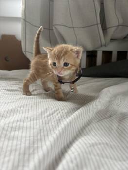 Mia Thermopolis -  Domestic Short Hair Cat for Adoption in Washington Township, New Jersey - Mia Thermopolis | PetCurious