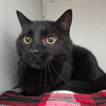 Domestic Short Hair Cats Available for Adoption in Chattanooga, Tennessee - Biggs | PetCurious